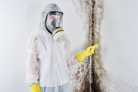 Why You Should Choose Our Mold Remediation Services in Malvern, OH